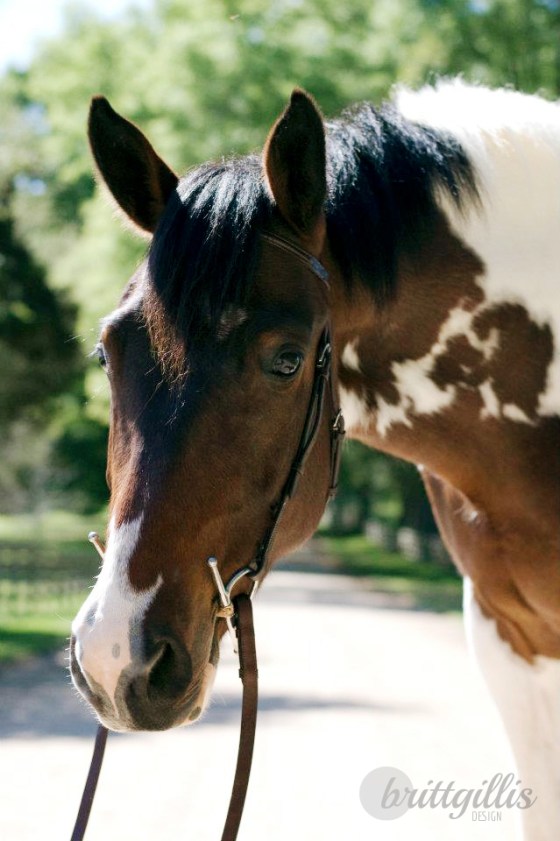 Or, you know, no noseband!