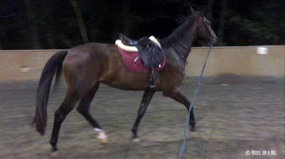 Smitty: Does this saddle make my butt look big?