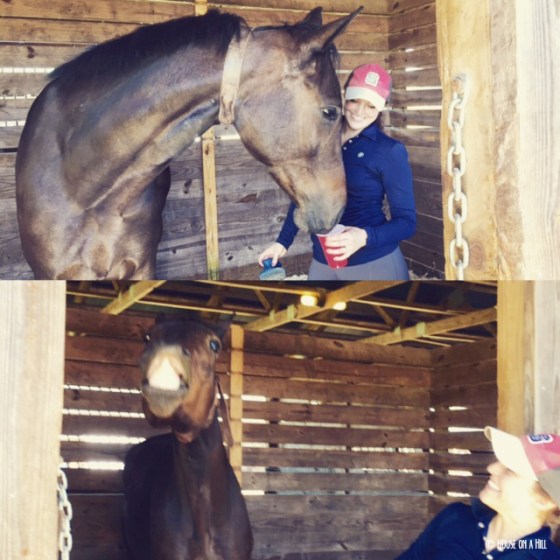 Celebrating with some dressage with some Chardonneighneigh