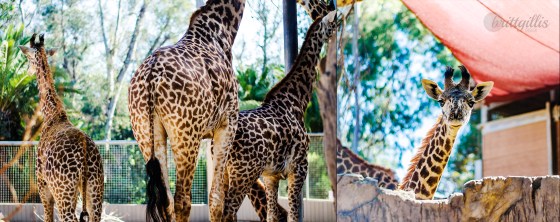 A juvenile giraffe was really curious about my camera's shutter clicks