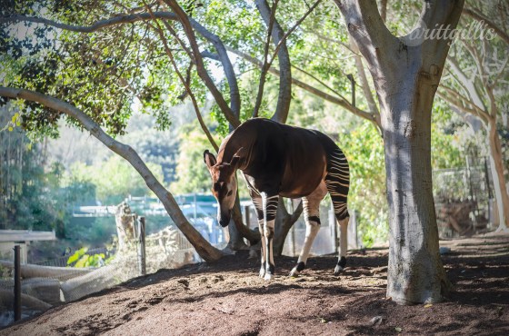 My spirit animal slash favorite animal of all time, the Okapi