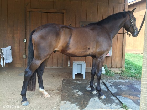 trying to get a conformation photo, and failing