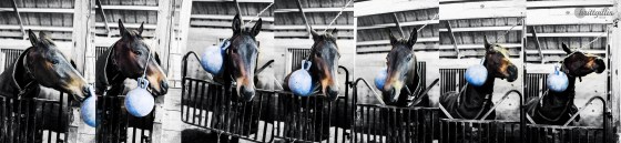 Bonus: New stall comes with a jolly ball!
