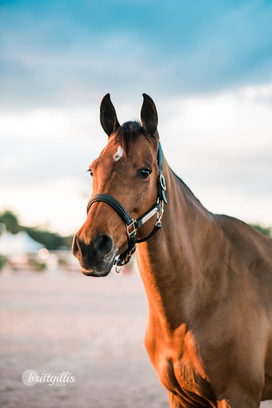 web-ibella-cambalda-5